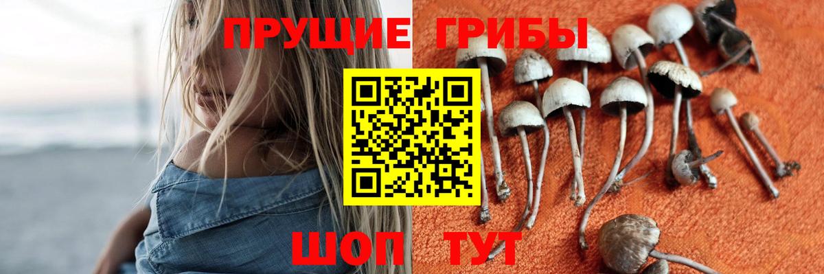 Галлюциногенные грибы Cubensis Гусиноозёрск